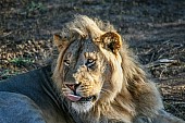 Lion Male Keeping Eye on Surroundings