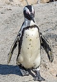 African Penguin