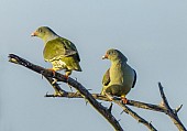 African Green-Pigeon