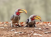 Pair of Southern Yellow-billed Hornbills