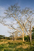 Fever Trees in Grassland