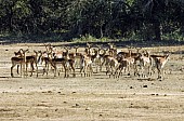 Impala Herd