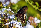 Blue-banded Swallowtail Butterfly, Reference Photo