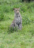 Watchful Leopard