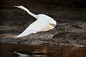 Great Egret Taking Off