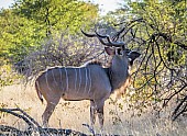 Male Kudu Browsing