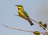 Little Bee-eater