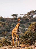 Giraffe Male in Afternoon Light