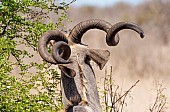 Kudu Bull's Horns, Close View