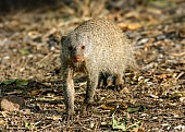 Banded Mongoose