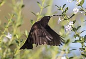 Amethyst Sunbird