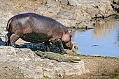 Hippo Walking Past Crocodile