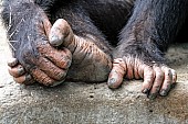 Chimpanzee Hands and Foot
