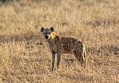 Spotted Hyena