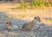 Cheetah Mother with Youngster