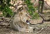 Male Lion Relaxing