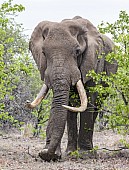 Bull Elephant with Big Tusks