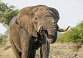 African Elephant Using Trunk to Drink