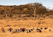 Acacia Trees with Wildlife in Foreground