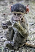 Baboon Baby Nibbling Orange Peel