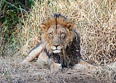 Big Male Lion in Winter Vegetation