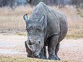 White Rhino Reference Photo