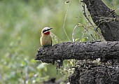 White-fronted bee-eater