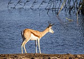 Springbok Standing Next to Waterhole