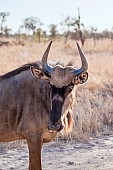 Blue Wildebeest, Head and Neck