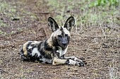 Wild Dog Lying Down