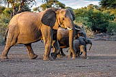 Elephant Matriarch with Juveniles