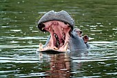 Hippo in Yawning Display