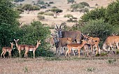 Eland