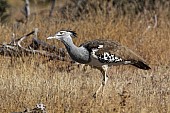 Kori Bustard