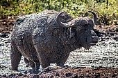 Mud-encrusted Buffalo Bull