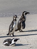 African Penguin