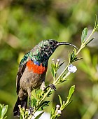Southern Double-collared Sunbird in Mottled Plumage