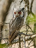 Southern White-faced Owl