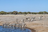 Zebras at Waterhole