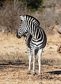 Zebra Standing Looking over Shoulder