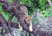 Lion Youngster in Tree