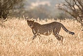 Cheetah in Backlighting