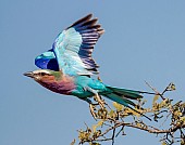 Lilac-breasted Roller Taking Off