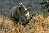 White Rhino, Three-quarter View