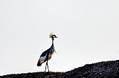 Grey Crowned Crane