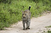 Leopard Walking along Path