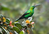 Malachite Sunbird in Full Breeding Plumage