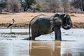 Elephant Squirting Water