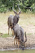 Nyala Males at Waterhole