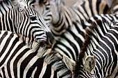 Zebra Group Close-up